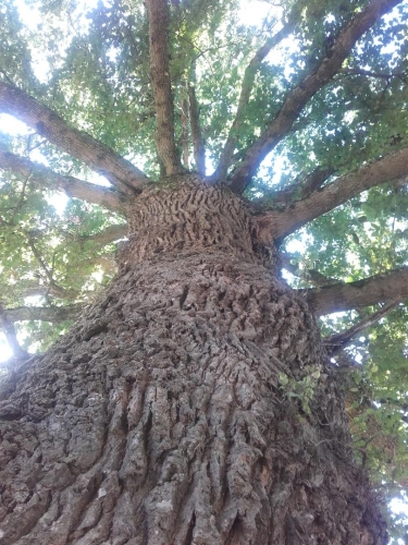 arbre Hubert Haddad.jpg