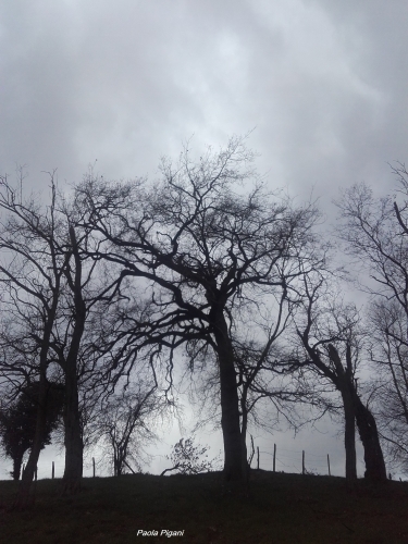 arbres d'hiver.jpg