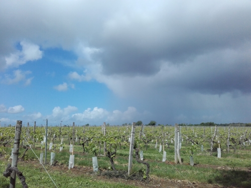Charente vignes.jpg