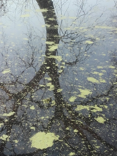 arbre reflets dans lentilles d'eau.jpg